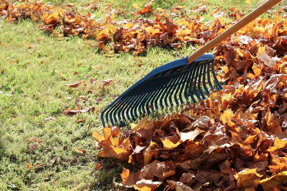 Garden Clearance in West Wickham