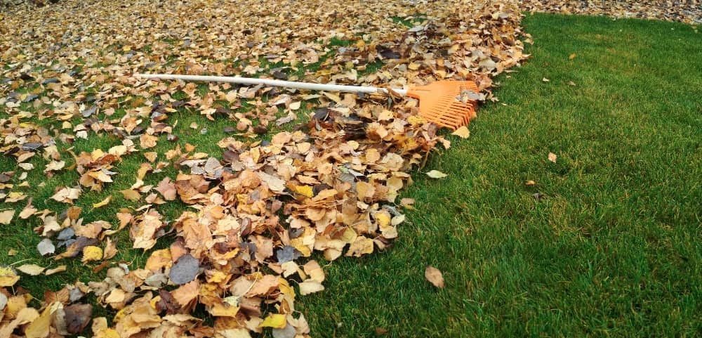 Garden Clearance in West Wickham