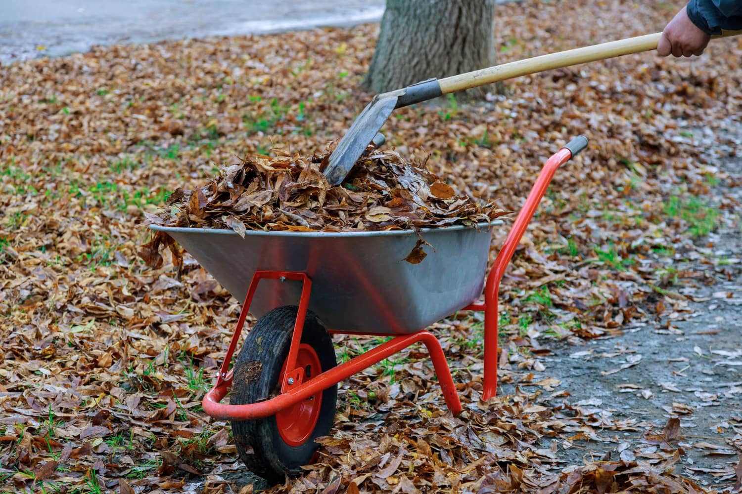Garden Clearance