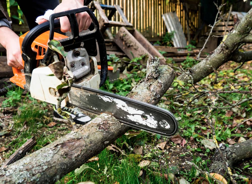 Tree Cutting & Removal Services in West Wickham
