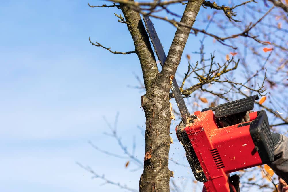 Tree Cutting & Removal