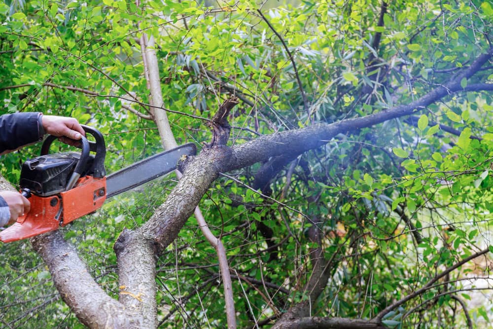 Tree Cutting and Complete Garden Clearance