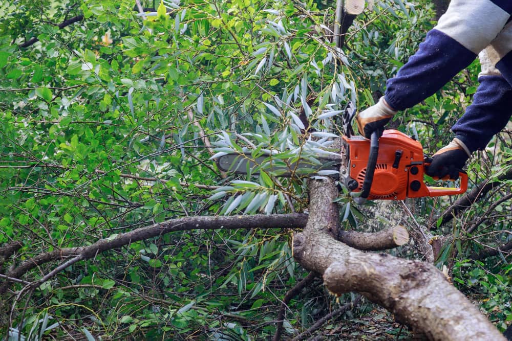 Tree Removal, Pruning, or Trimming