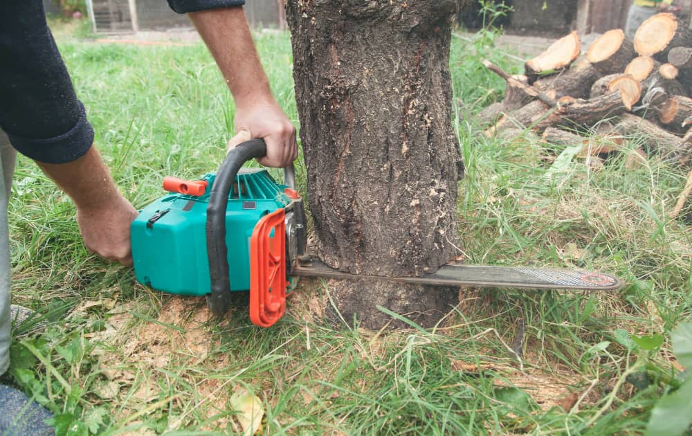 Tree Disposal