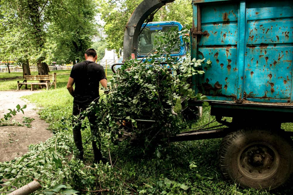 Tree Removal Service