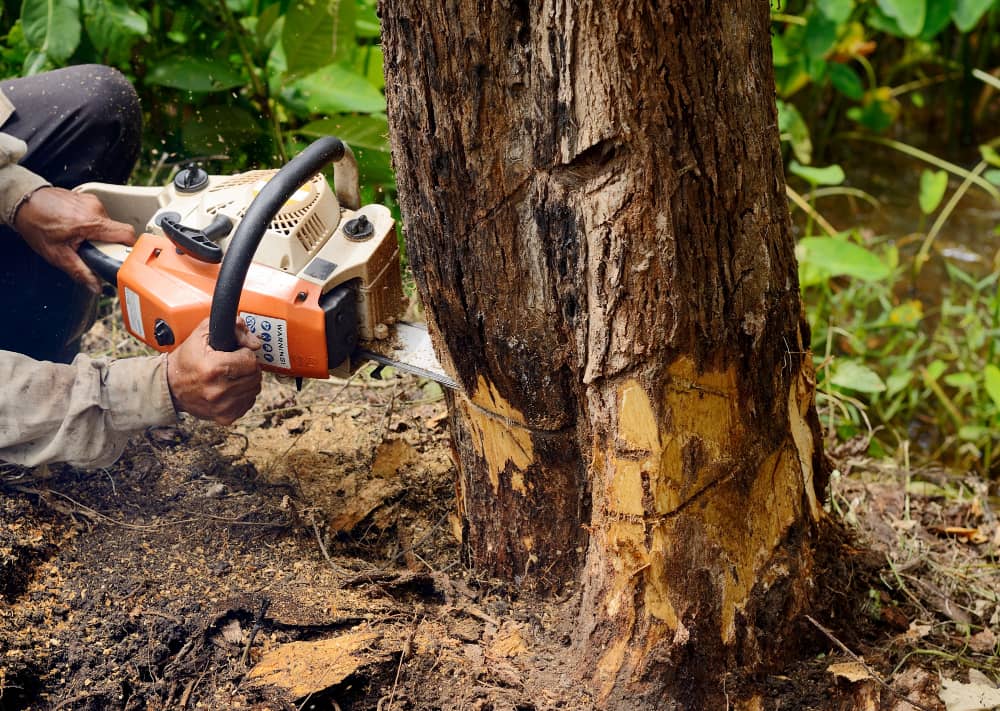 Tree Removal in West Wickham