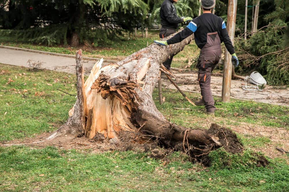 Tree Removal